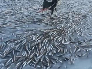 Φωτογραφία για Χιλιάδες ψάρια πάγωσαν στο νερό στη Νορβηγία