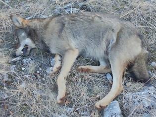 Φωτογραφία για Βρέθηκε νεκρός λύκος στην Κοζάνη