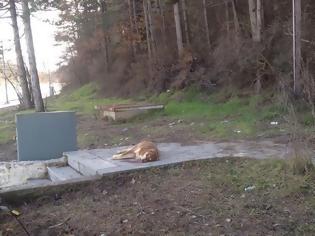 Φωτογραφία για Δηλώσεις του Δημάρχου Γρεβενών για τα δηλητηριασμένα σκυλιά [video]