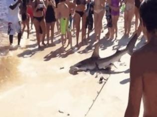 Φωτογραφία για Καρχαρίας γέννησε μπροστά στα μάτια λουόμενων [video]