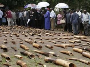 Φωτογραφία για Νεκροταφείο ακρωτηριασμένων ελεφάντων στο Καμερούν