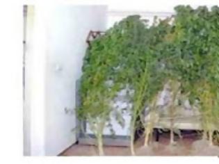 Φωτογραφία για Παππαδός Λέσβου: Καλλιεργούσε χασίς με λάμπες φθορίου!