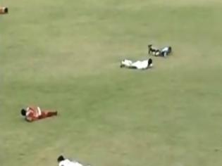 Φωτογραφία για VIDEO: Διακοπή  ποδοσφαiρικού αγώνα λόγω ... μελισσών!