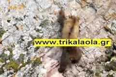 Αρκούδα στα Τρίκαλα μεταλλάχτηκε σε αλεπού!