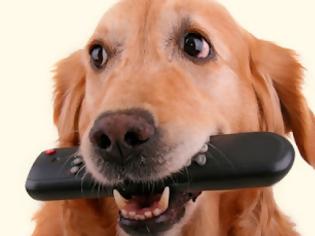 Φωτογραφία για Το πρώτο τηλεοπτικό κανάλι για σκύλους!
