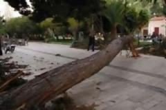 Άγιος Κοσμάς: Έπεσε δέντρο και την τραυμάτισε