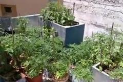 Σε γλάστρες καλλιεργούσε το χασίς ζευγάρι στα Χανιά