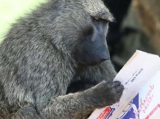 Φωτογραφία για Μπορούν οι πίθηκοι να διαβάζουν;