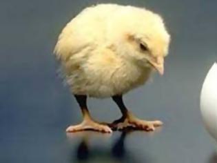 Φωτογραφία για Επιτέλους λύθηκε το αιώνιο ερώτημα της κότας και του αυγού - Κότα γέννησε κοτόπουλο χωρίς αβγό στην Σρι Λάνκα!