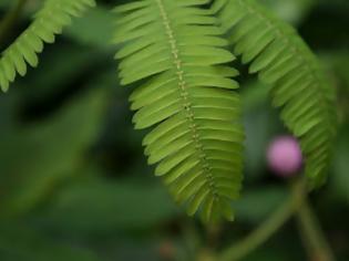 Φωτογραφία για Το πιο ντροπαλό φυτό [video]