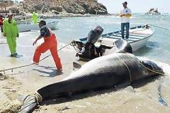 Ψαράς έπιασε λευκό καρχαρία στα δίχτυα του!