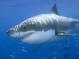 Φωτογραφία για Νεκρός λουόμενος από επίθεση καρχαρία στη Ν. Αφρική
