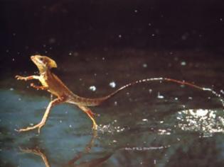 Φωτογραφία για Το μοναδικό ζώο που περπατάει στο νερό [video]