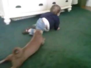 Φωτογραφία για VIDEO: Σκύλος μιμείται μωράκι που μπουσουλάει!
