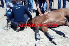 Νεκρό ένα από τα άλογα μετά τον τερματισμό του στο Επιτάλιο
