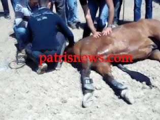 Φωτογραφία για Νεκρό ένα από τα άλογα μετά τον τερματισμό του στο Επιτάλιο