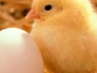 Φωτογραφία για Πόσα αυγά μπορεί να κάνει μία κότα μέσα σε έναν χρόνο;
