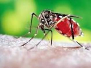 Φωτογραφία για Ο κίνδυνος επανεμφάνισης και μετάδοσης της ελονοσίας, είναι υπαρκτός. Πώς αντιμετωπίζεται;
