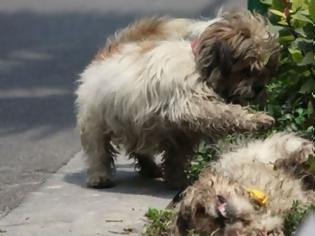 Φωτογραφία για Σκύλος κλαίει δίπλα στην νεκρή σκυλίτσα του!