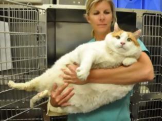 Φωτογραφία για Παχύσαρκη γάτα ζυγίζει όσο ένας άνθρωπος 270 κιλών