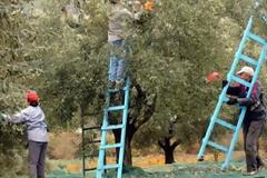 Το πρόγραμμα του ΠΑΣΟΚ για την αγροτική παραγωγή, παρουσίασε ο Ευ. Βενιζέλος