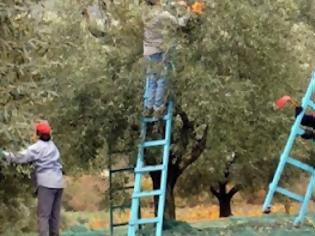 Φωτογραφία για Το πρόγραμμα του ΠΑΣΟΚ για την αγροτική παραγωγή, παρουσίασε ο Ευ. Βενιζέλος