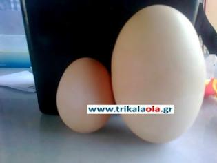 Φωτογραφία για Αυγό γίγας στην Πηγή Τρικάλων διεκδικεί ρεκόρ Γκίνες!
