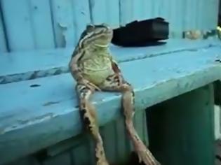 Φωτογραφία για Τόσο...μάγκα βάτραχο αποκλείεται να έχετε ξαναδεί! [video]