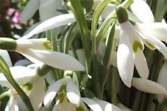 Γάλανθος ο χιονώδης(Galanthus Νivalis): Ο πιο σπάνιος θησαυρός στις Σκουριές Χαλκιδικής