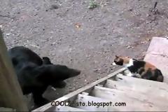 Ατρόμητη γάτα τα βάζει με αρκούδα! (video)