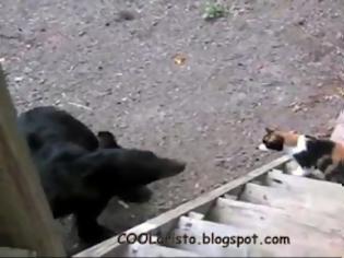Φωτογραφία για Ατρόμητη γάτα τα βάζει με αρκούδα! (video)