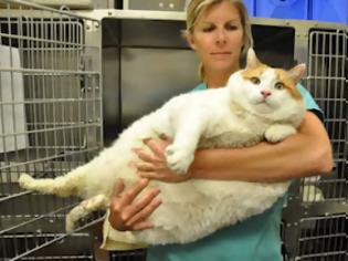 Φωτογραφία για Παχύσαρκη γάτα ζυγίζει όσο ένας άνθρωπος 270 κιλών [Video]