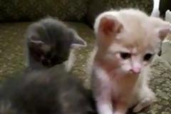 Η πιο γλυκιά γατοπαρέα που έχετε δει! [Video]