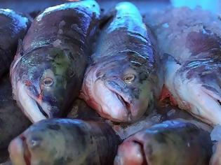 Φωτογραφία για Δέσμευση κατεψυγμένων αλιευμάτων 2.600 κιλών στον Πειραιά