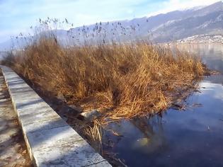 Φωτογραφία για Γέμισαν με ξέρες καλαμιώνων οι όχθες της λίμνης των Ιωαννίνων!