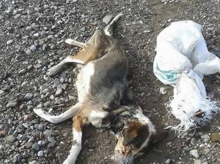 Φωτογραφία για Φρίκη στη Ναύπακτο από νέο μαρτυρικό θάνατο σκύλου