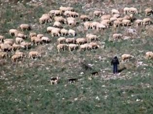 Φωτογραφία για Έκλεψαν οχτώ… πρόβατα!