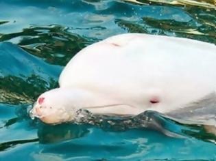 Φωτογραφία για Απήγαγαν δελφίνι …άγγελο και η μητέρα του αυτοκτόνησε!