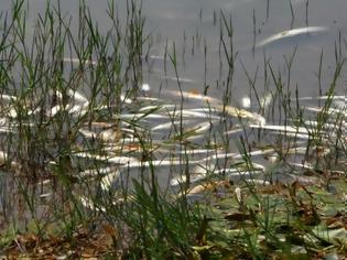 Φωτογραφία για Η απότομη πτώση της θερμοκρασίας του νερού έπνιξε τα ψάρια της λίμνης Λάδωνα