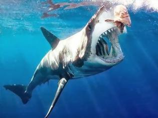 Φωτογραφία για Αυστραλία: Φυλάκιση για όποιον γλυτώνει καρχαρία από αγκίστρι των αρχών