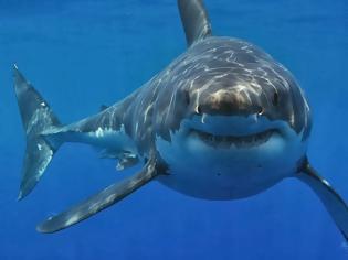 Φωτογραφία για «Άπαιχτος» ψαροντουφεκάς επέζησε από επίθεση καρχαρία