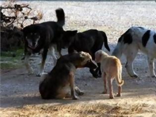 Φωτογραφία για Έριξαν φόλες στα τετράποδα της Κομοτηνής