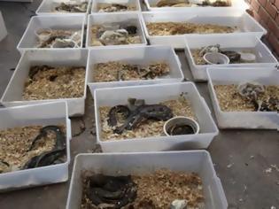 Φωτογραφία για Εκατοντάδες φίδια, νεκρά και ζωντανά, βρέθηκαν σε σπίτι στην Καλιφόρνια
