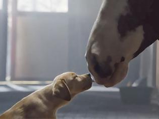 Φωτογραφία για Σκυλίσια αγάπη: Η πιο τρυφερή διαφήμιση για... μπύρα που είδατε ποτέ! [video]