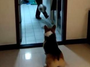 Φωτογραφία για Σκύλος… τερματοφύλακας [Video]