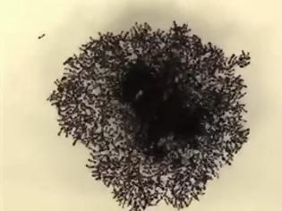 Φωτογραφία για «Μάθημα» ομαδικότητας από τα μυρμήγκια [video]
