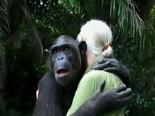 Φωτογραφία για Με μια «ανθρώπινη αγκαλιά» ο χιμπατζής ευχαρίστησε τη γυναίκα που του έσωσε τη ζωή! [video]