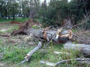 Φωτογραφία για Πάτρα: Έπεσε δέντρο στον Άγιο Βασίλειο