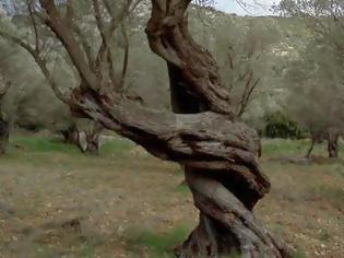 Φωτογραφία για Όταν οι ελιές στη Λέσβο χορεύουν...