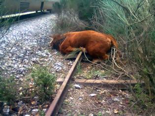 Φωτογραφία για Φθιώτιδα: Τρένο τράκαρε με αγελάδα και εκτροχιάστηκε